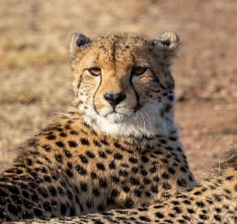 Cheetah basking in the sun