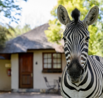 Zebra standing in front of accommodation