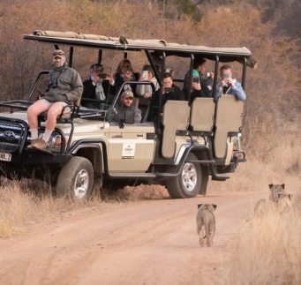 Game viewing vehicle with visitors watching lion cubs in the road
